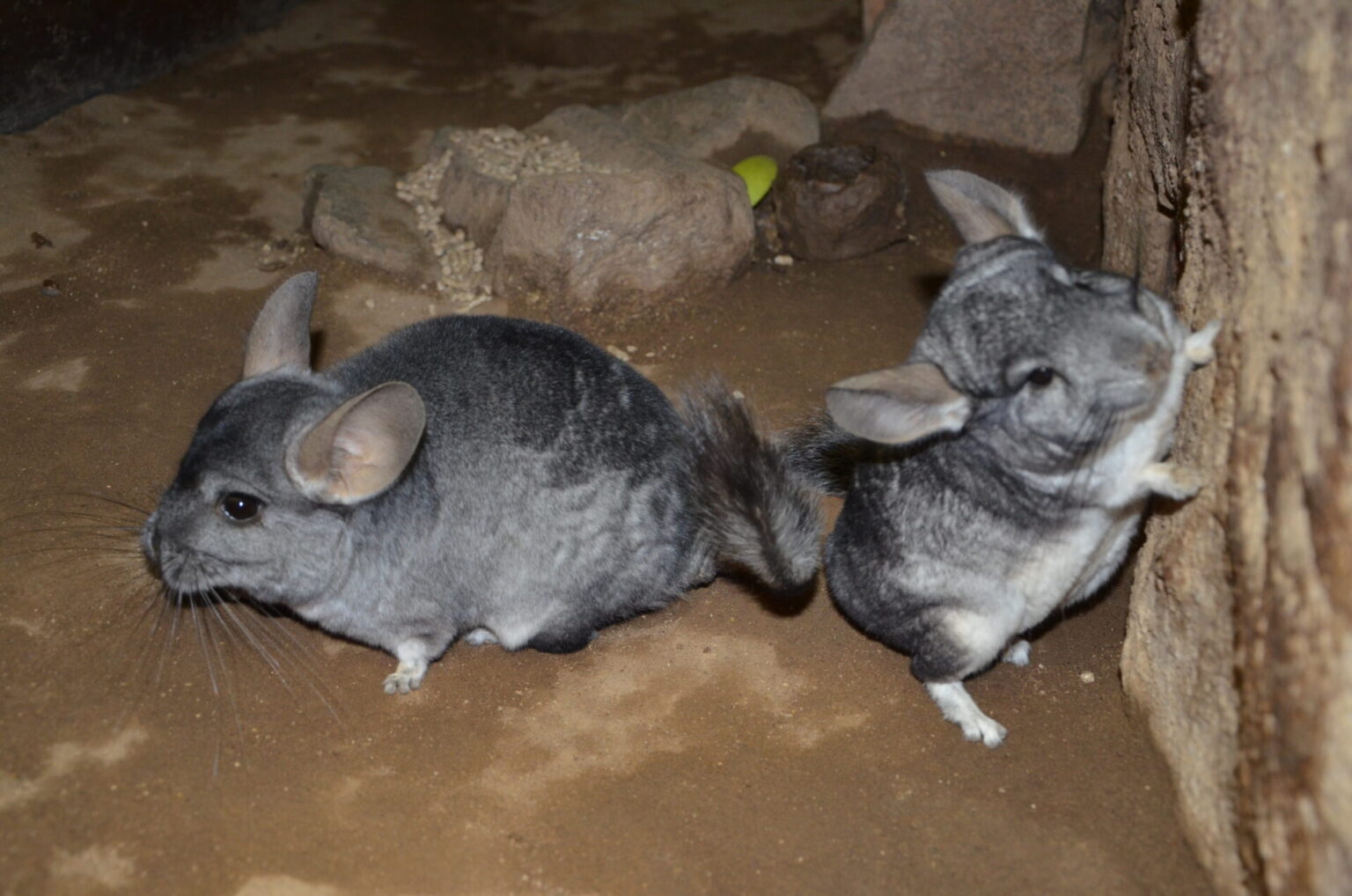 Chinchilla, Criadero El Oro